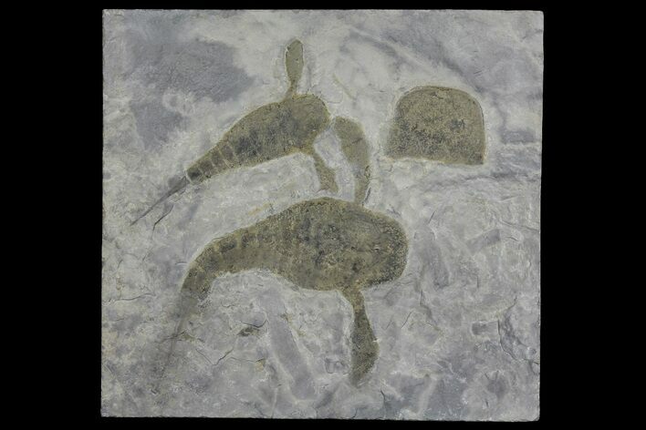 Double Eurypterus (Sea Scorpion) Plate - New York #173032